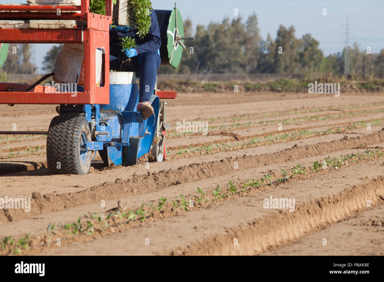 L'alimentation des travailleurs machine repiqueuse carrousel. Les semis de tomates traiter Banque D'Images