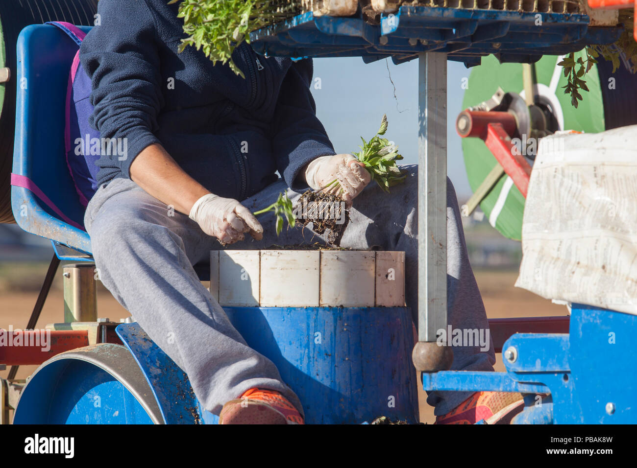 L'alimentation des travailleurs machine repiqueuse carrousel. Les semis de tomates traiter Banque D'Images