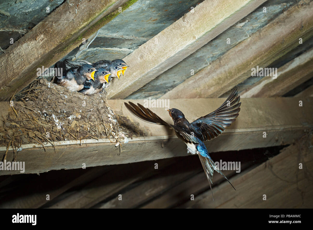 Swallow (Hirundo rustica) qui revient au nid Banque D'Images