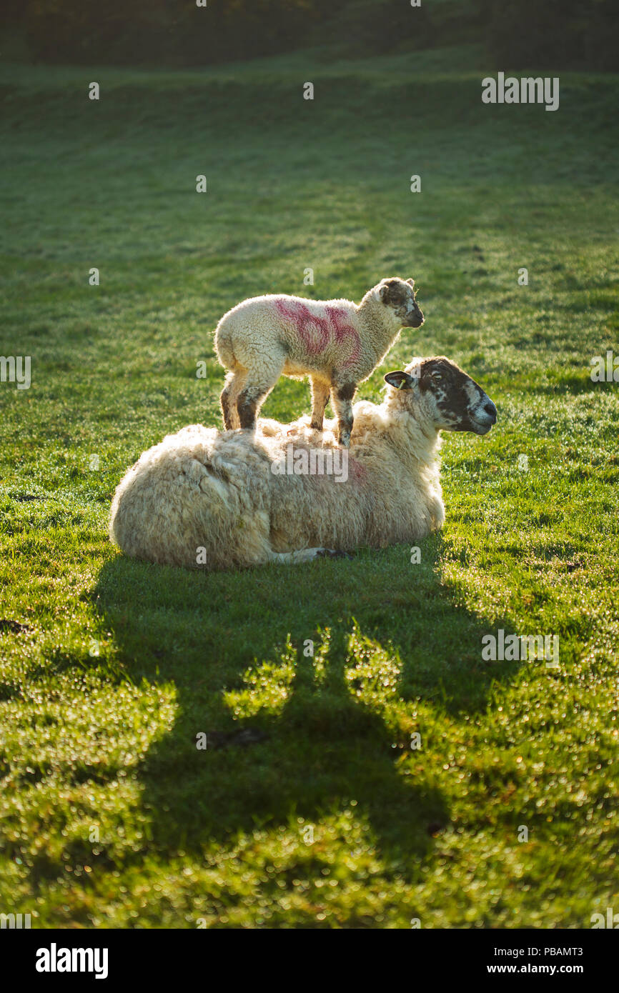 Un comité permanent sur l'agneau de printemps c'est mères retour Banque D'Images