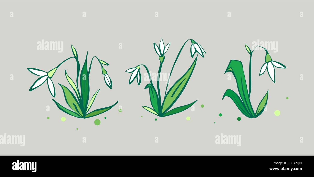 Vector set of cute printemps frais fleurs snowdrop Illustration de Vecteur