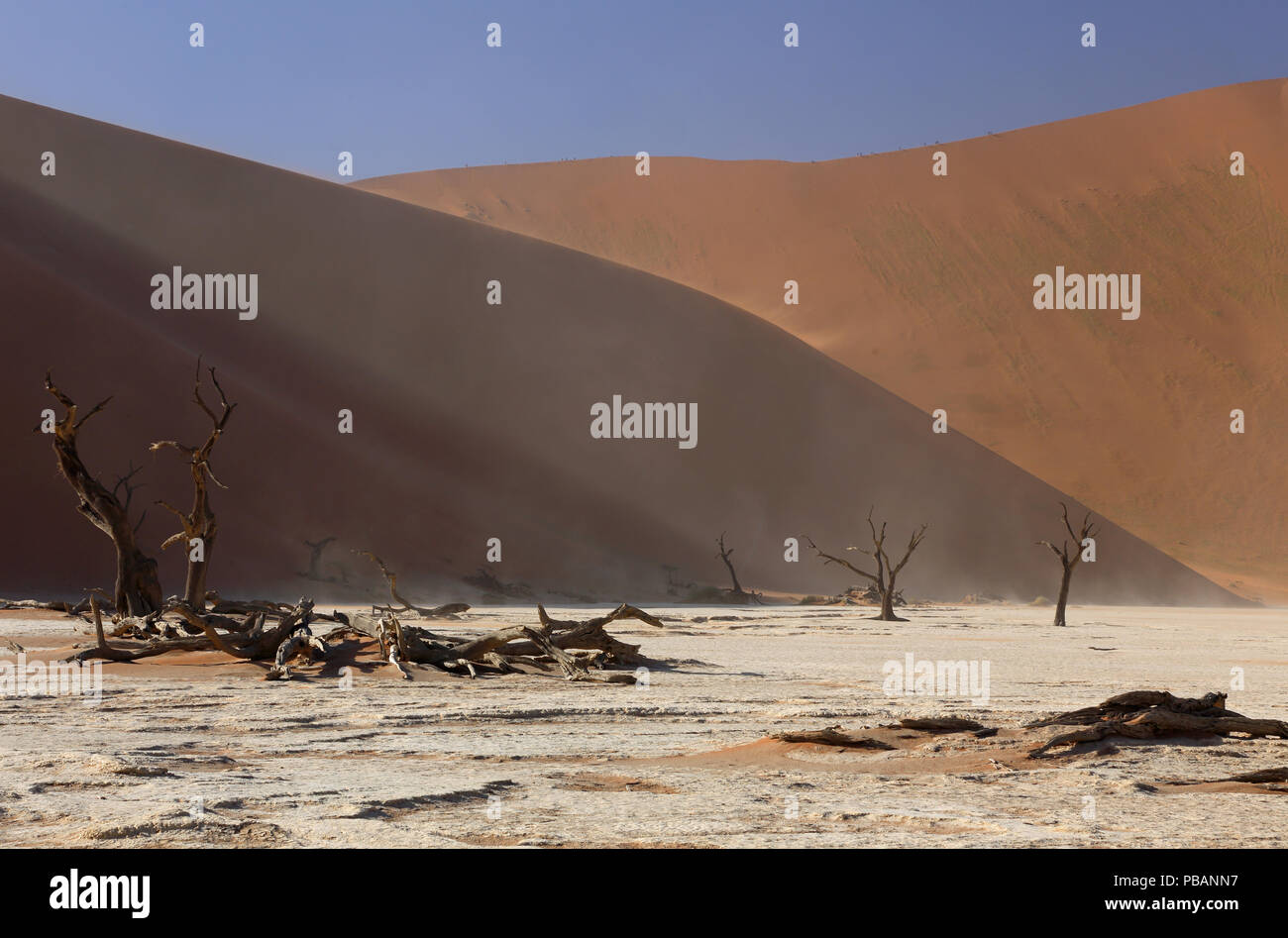 Chameau anciens arbres épineux (Acacia erioloba) à Deadvlei, Namibie, avec Big Daddy, à 325m, la plus haute dune de sable dans le monde. Banque D'Images