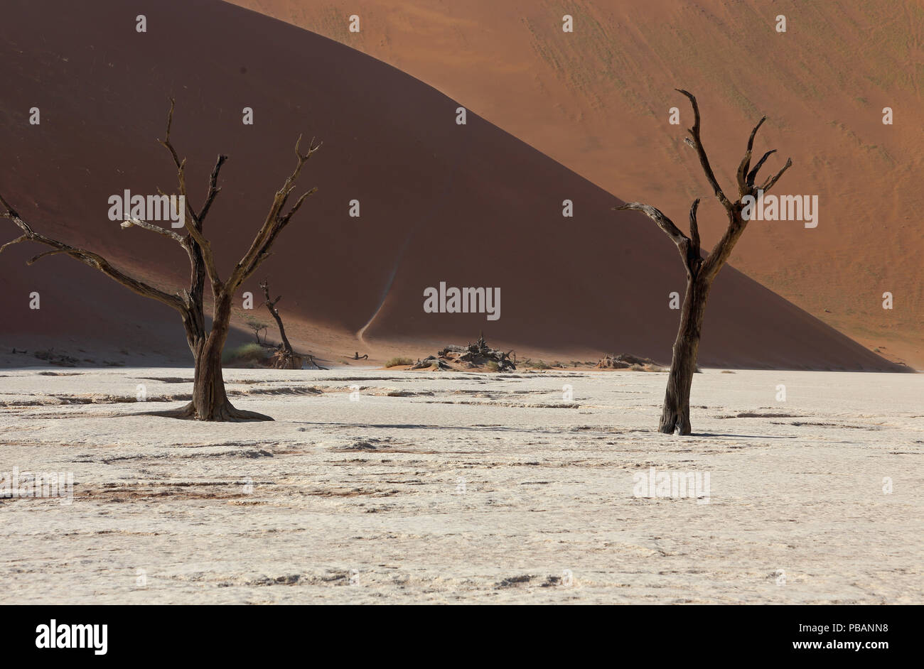 Chameau anciens arbres épineux (Acacia erioloba) à Deadvlei, Namibie, avec Big Daddy, à 325m, la plus haute dune de sable dans le monde. Banque D'Images