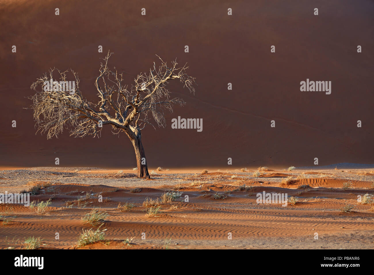 Un camel thorn acacia (Vachellia erioloba) dans le désert du Namib, Namibie. Banque D'Images