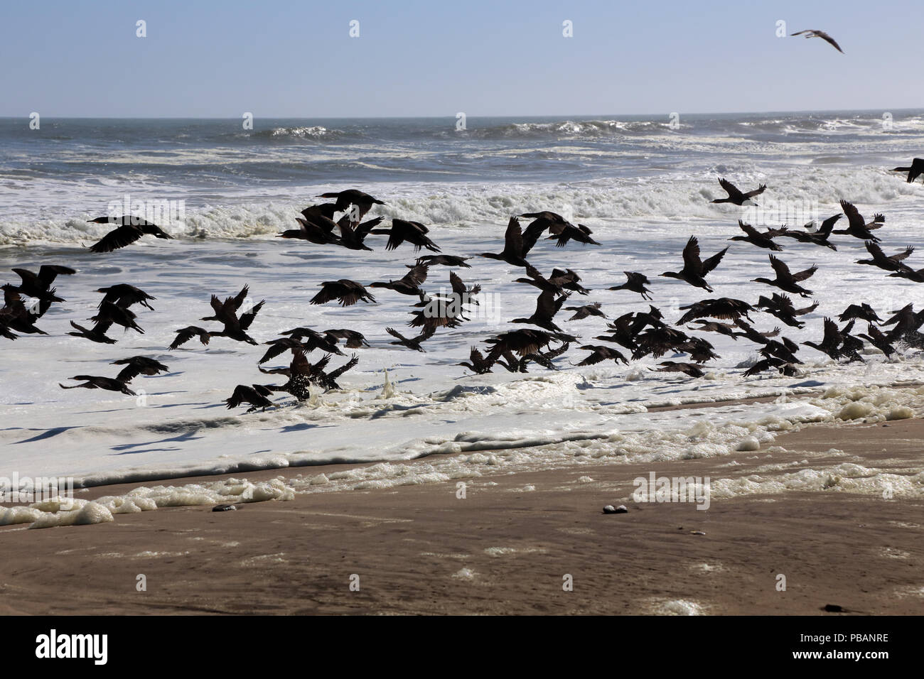 Un troupeau de cormorans du Cap voler sur une plage près de Walvis Bay, en Namibie. Banque D'Images