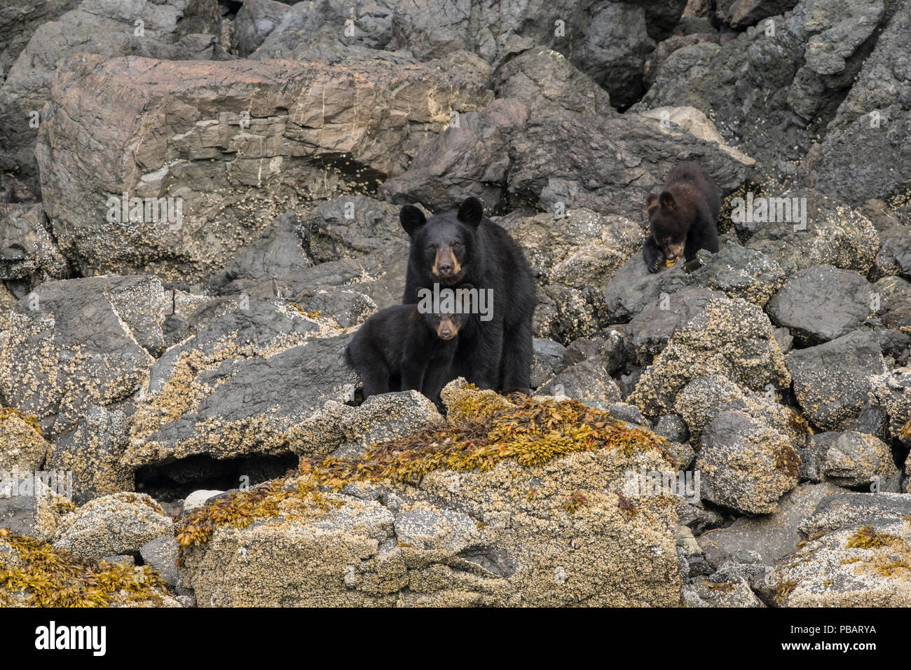 L'ours noir de Kachemak Bay, Alaska Banque D'Images