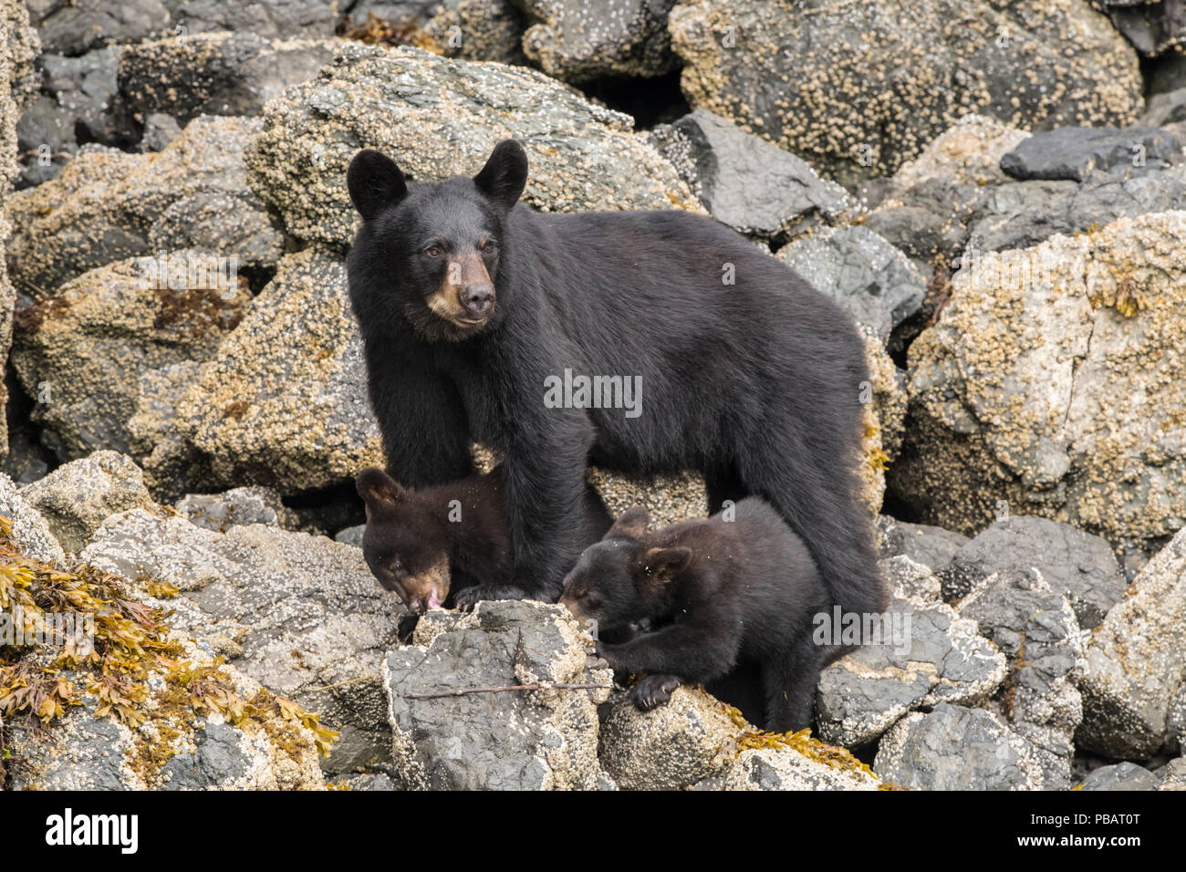 L'ours noir de Kachemak Bay, Alaska Banque D'Images