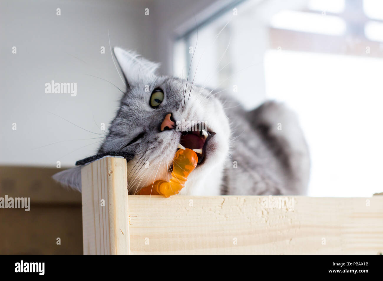 En colère contre les morsures de chat drôle écossais jouet orange. Banque D'Images