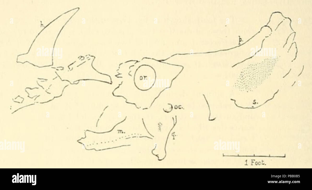 1054 Monoclonius crâne dawsoni Banque D'Images