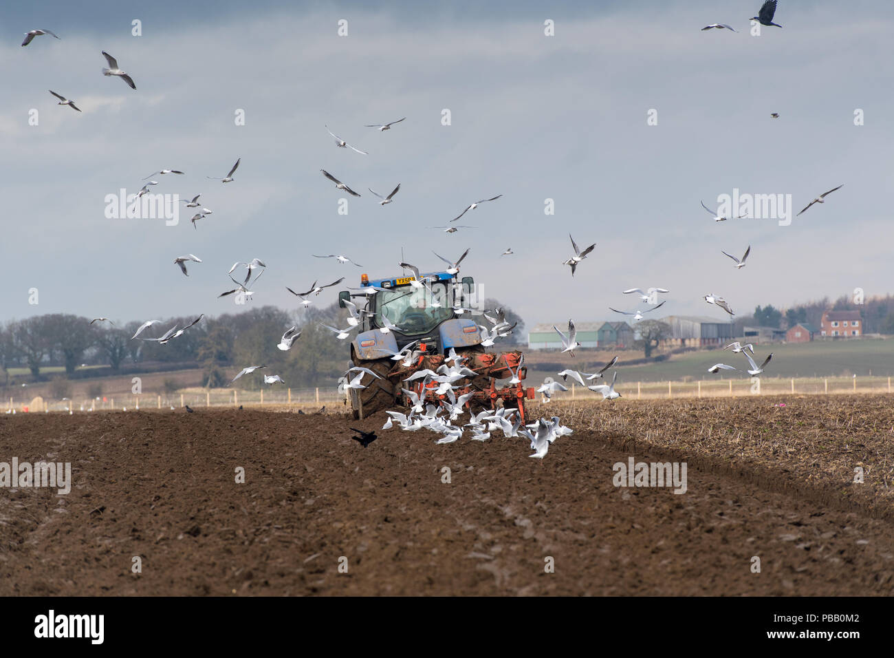 Farmer ploughing field avec mouettes suivant derrière, se nourrir les vers et les vers blancs. North Yorkshire, UK. Banque D'Images