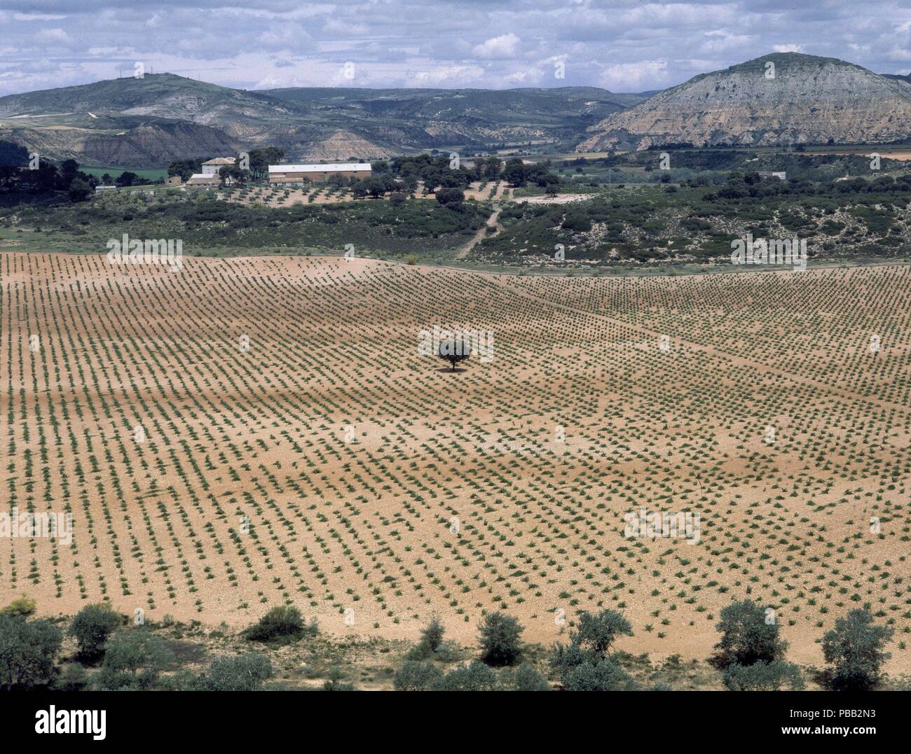 VISTA DE PLANTACION desde el Cerro. Lieu : extérieur, ZORITA DE LOS CANES, ESPAGNE. Banque D'Images