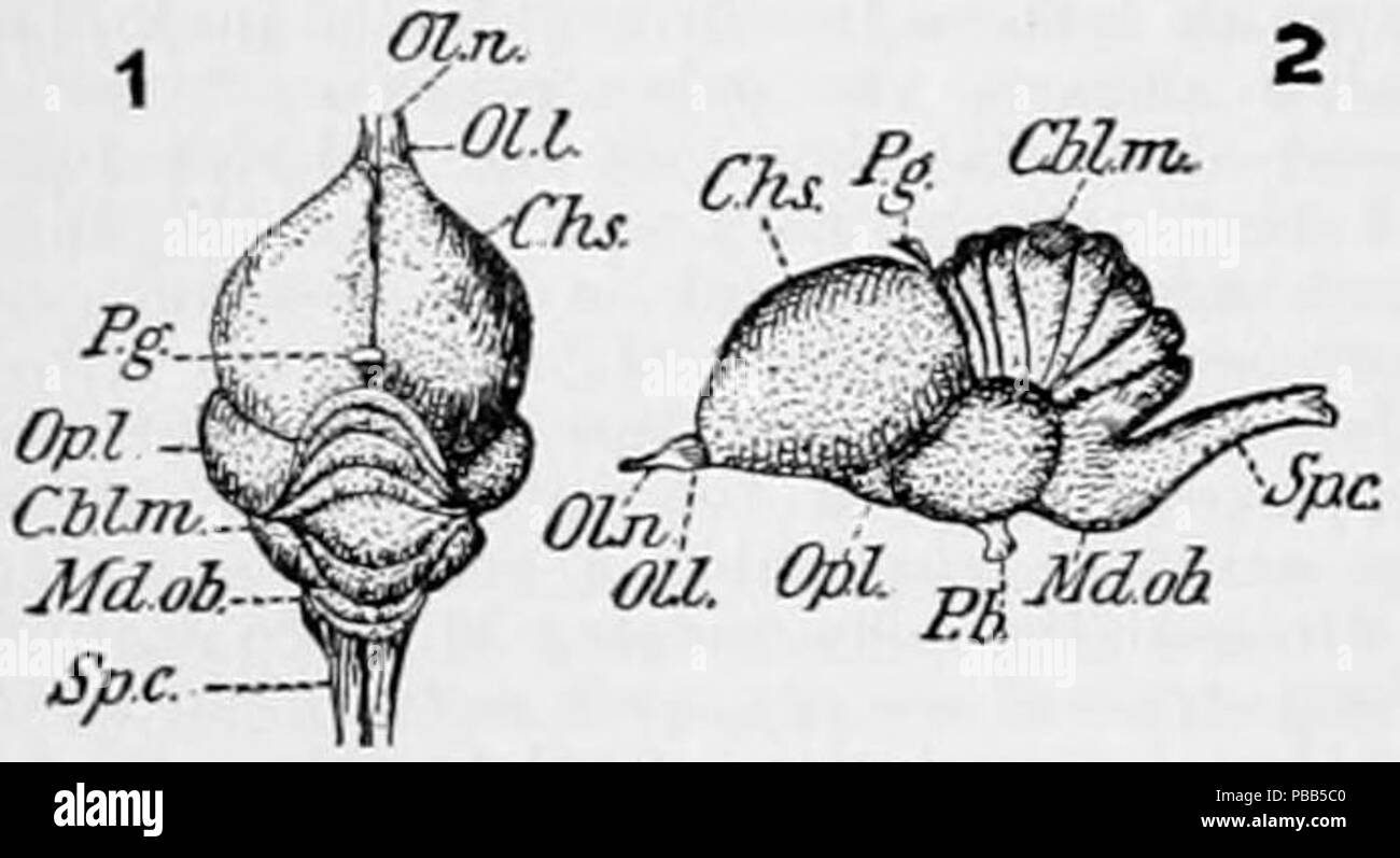 . Anglais : schéma anatomique du cerveau d'un pigeon. publié 1905 1905 1101 Oiseau Pigeon NIE - cerveau Banque D'Images