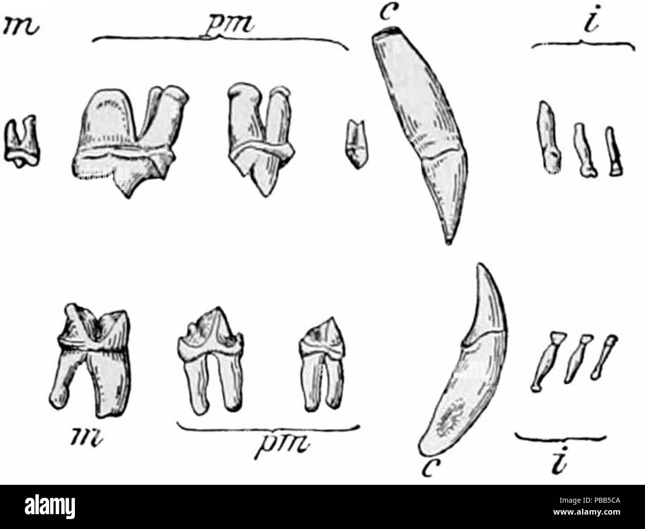 1101 NIE 1905 Cat - la dentition Banque D'Images