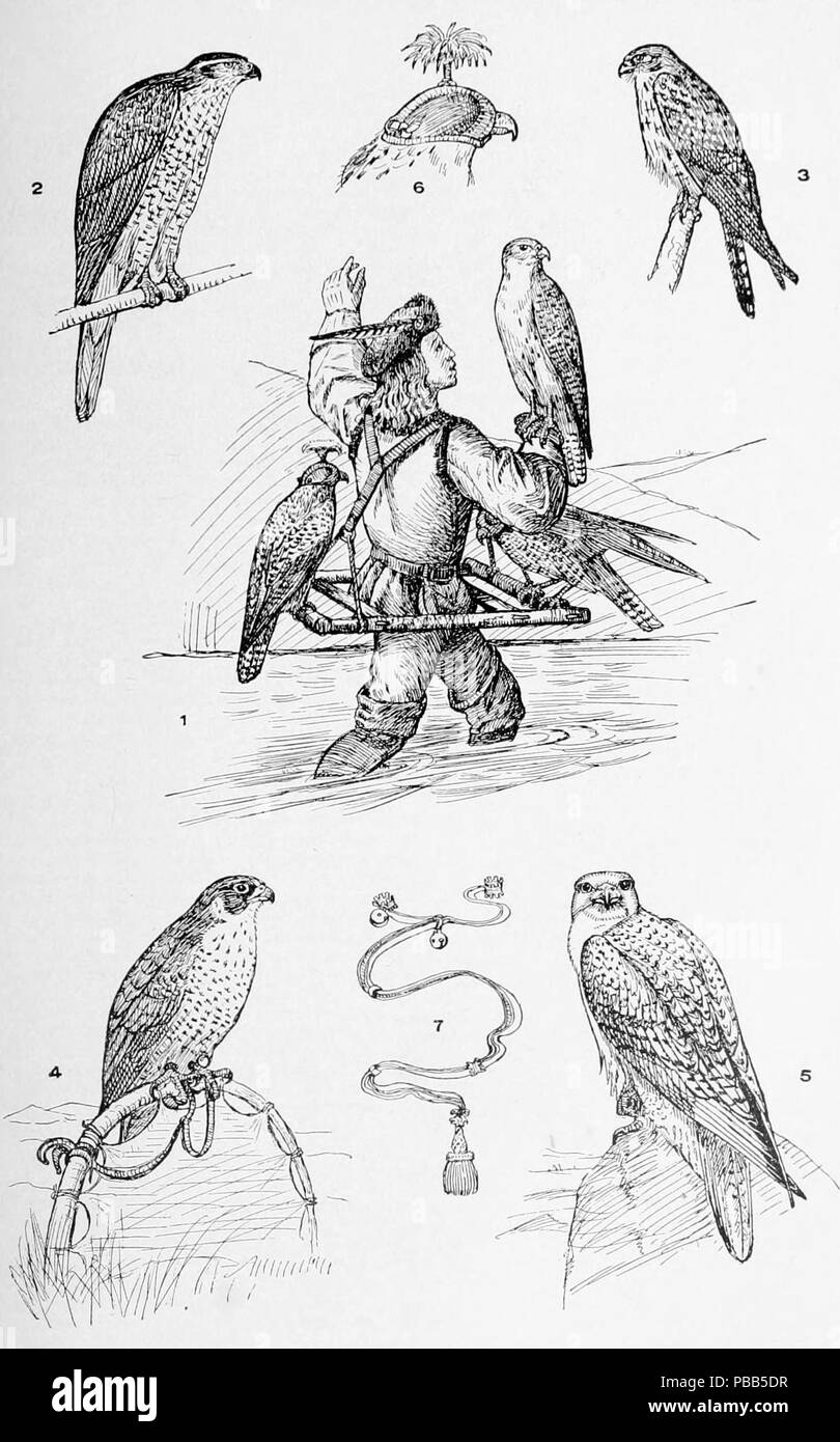 1101 NIE 1905 Pèlerins et Fauconnerie Banque D'Images