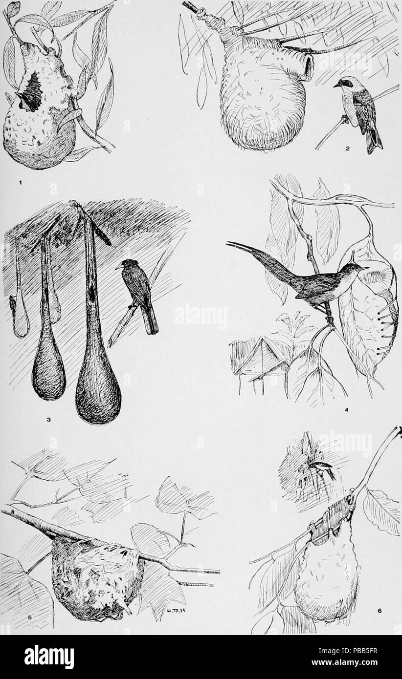 1101 NIE 1905 Nidification nids d'oiseaux - pensile Banque D'Images