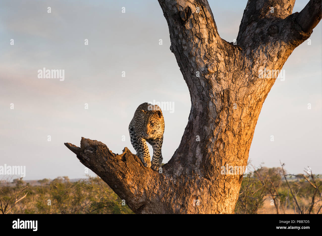 Leopard debout dans un arbre sur un beau jour hivers Banque D'Images