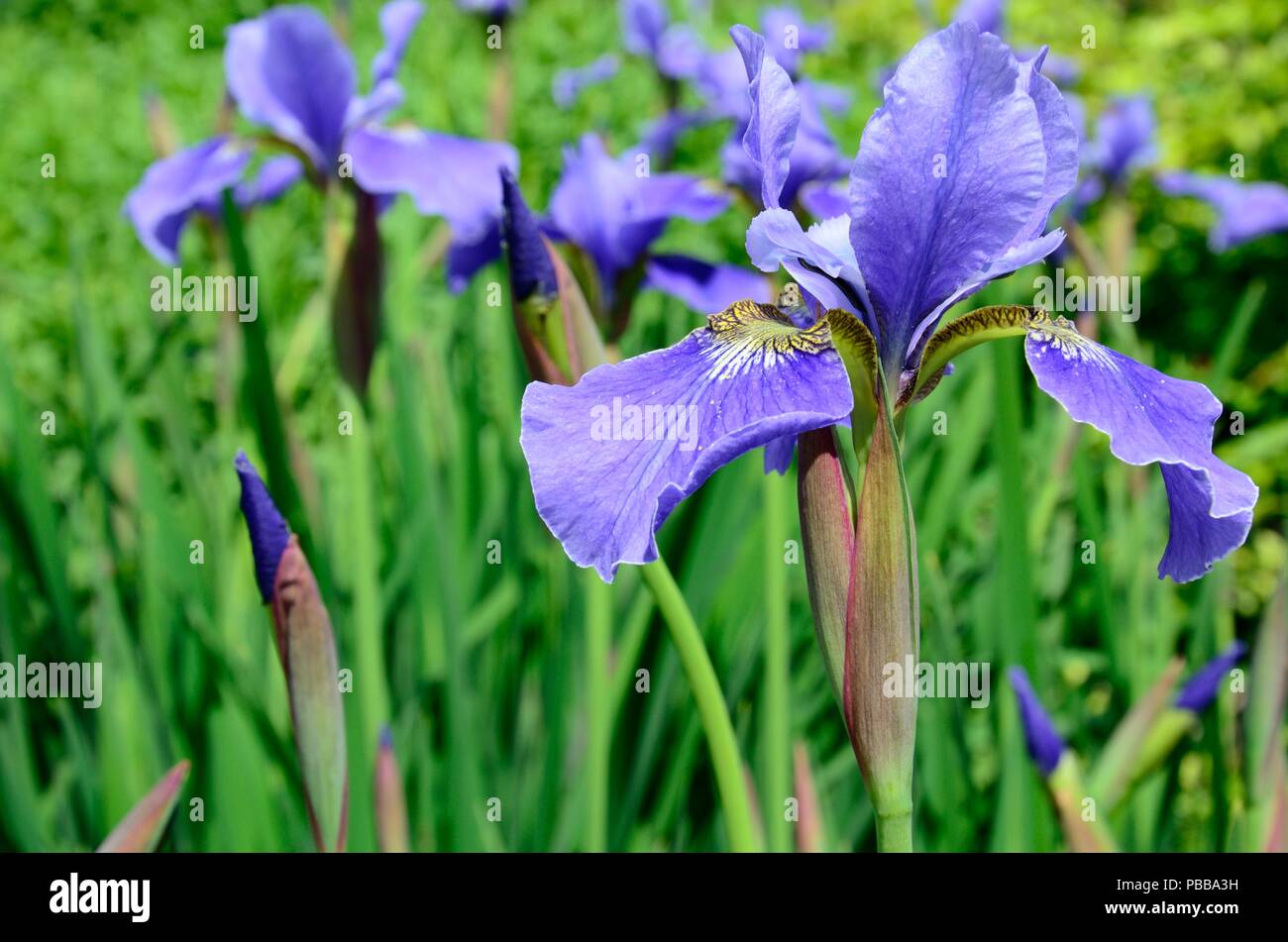 Iris sibirica Iris versicolore Iris EgoSiberian Ego capitule. Banque D'Images