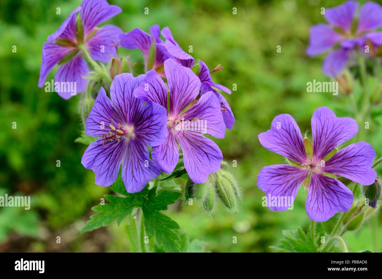 Géranium sanguin Geranium magnificum violet fleurs Banque D'Images