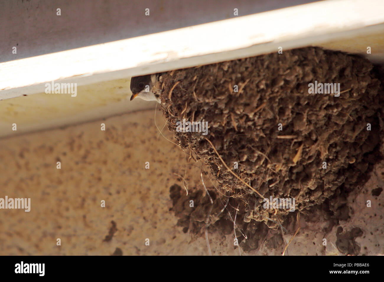 Un swift récemment éclos donne de son nid construit sur le mur d'une maison dans l'Oxfordshire, UK. Banque D'Images