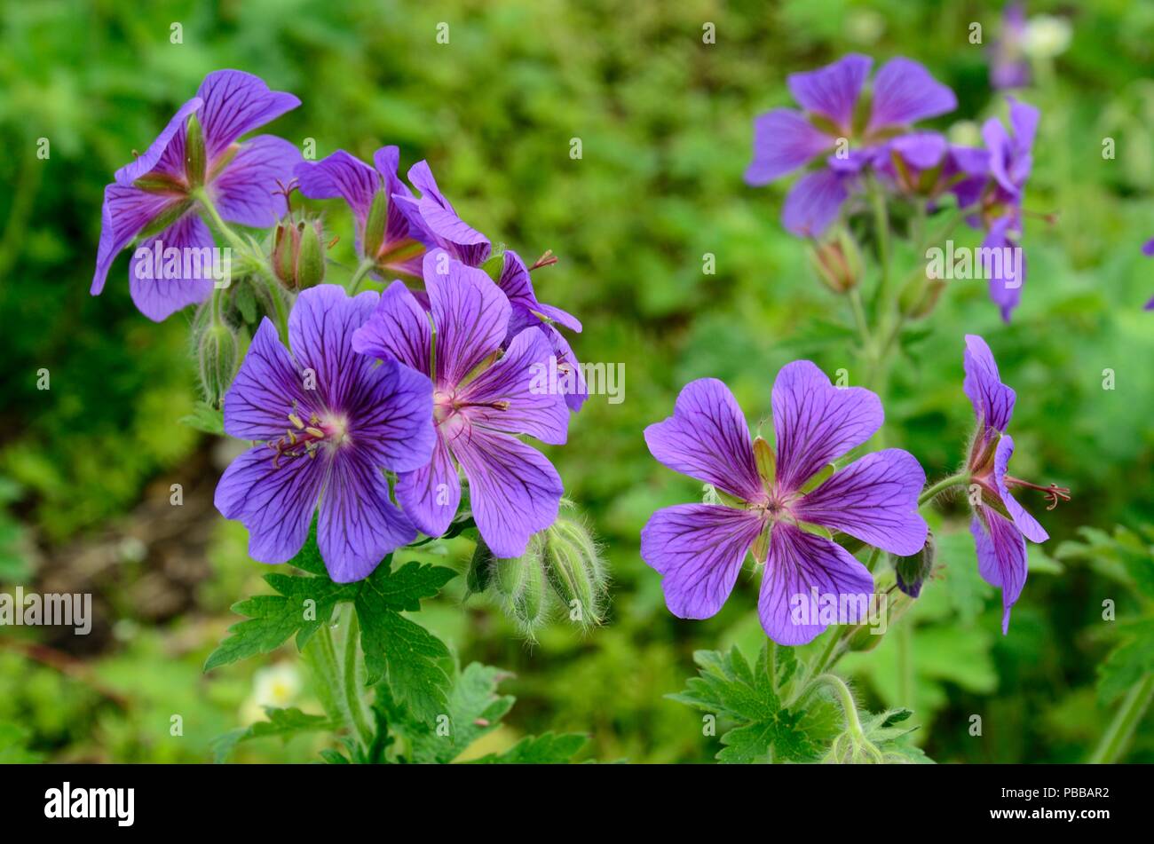 Géranium sanguin Geranium magnificum violet fleurs Banque D'Images