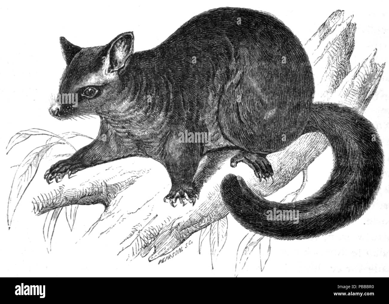 L'OPOSSUM 1140 Banque D'Images