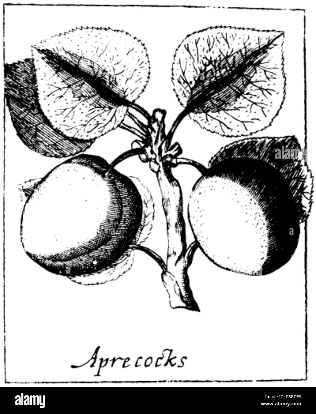 1158 Paire d'Abricots Banque D'Images