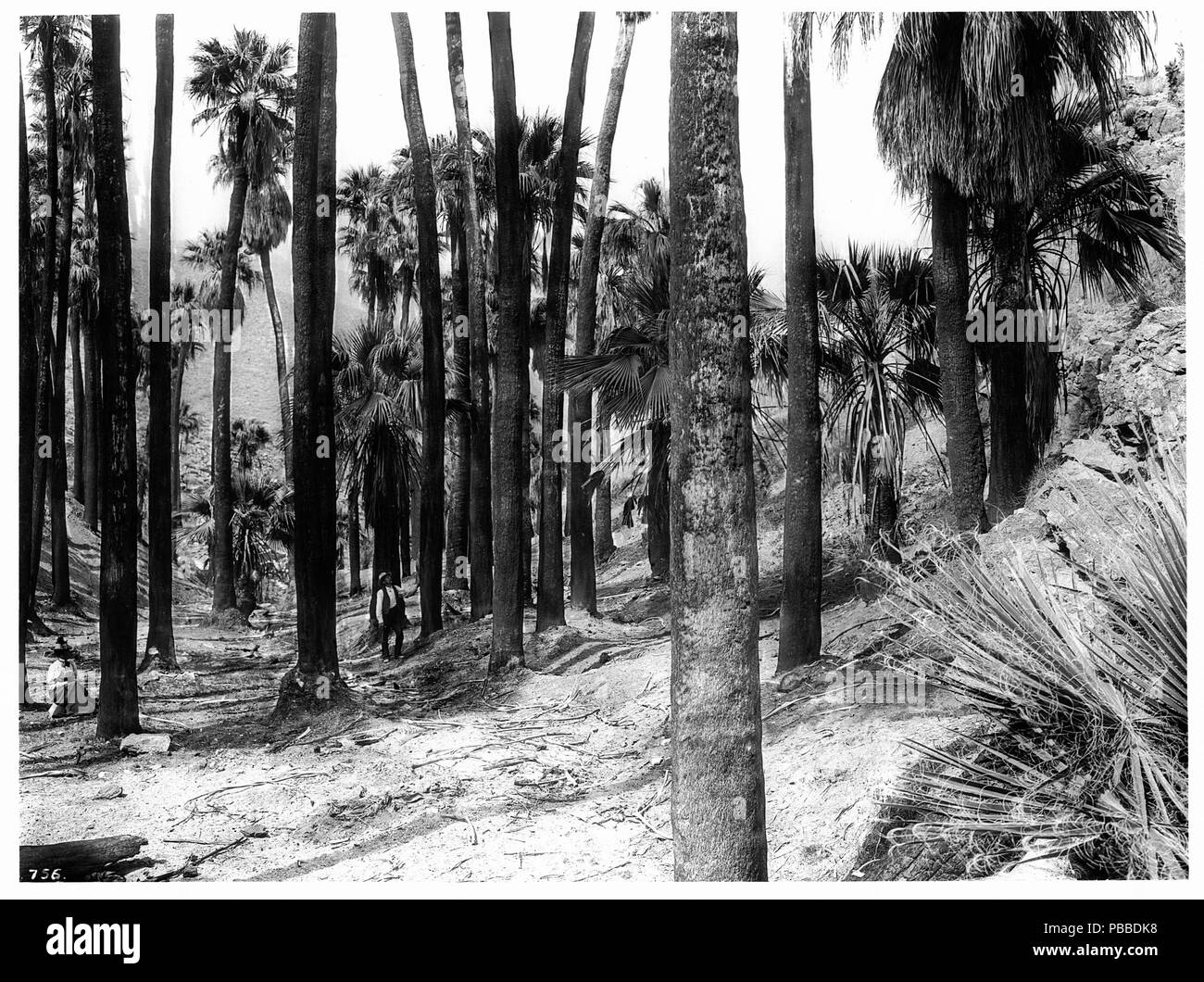 . Anglais : Palm Canyon près de Palm Springs, ca.1900 Photographie de vue de Palm Canyon près de Palm Springs, Californie, ca.1900. De nombreux palmiers (Washingtonia filifera). Numéro d'appel : Nom du fichier : SCH SCH-756 Couverture-756 Date : vers 1900 Partie de Collection : Collection de la Société historique de Californie, 1860-1960 Format : négatifs sur plaque de verre Type : objet géographique des images (ville ou lieu habité) : Palm Springs Palm Springs ; texte complet : Nom : Référentiel des collections spéciales des bibliothèques de l'USC Numéro d'adhésion : 756 numéro de microfiche : 1-36- Fichier d'archives : Volume du SHC62/CHS-756.tiff partie de sous-collection : Titre En Banque D'Images