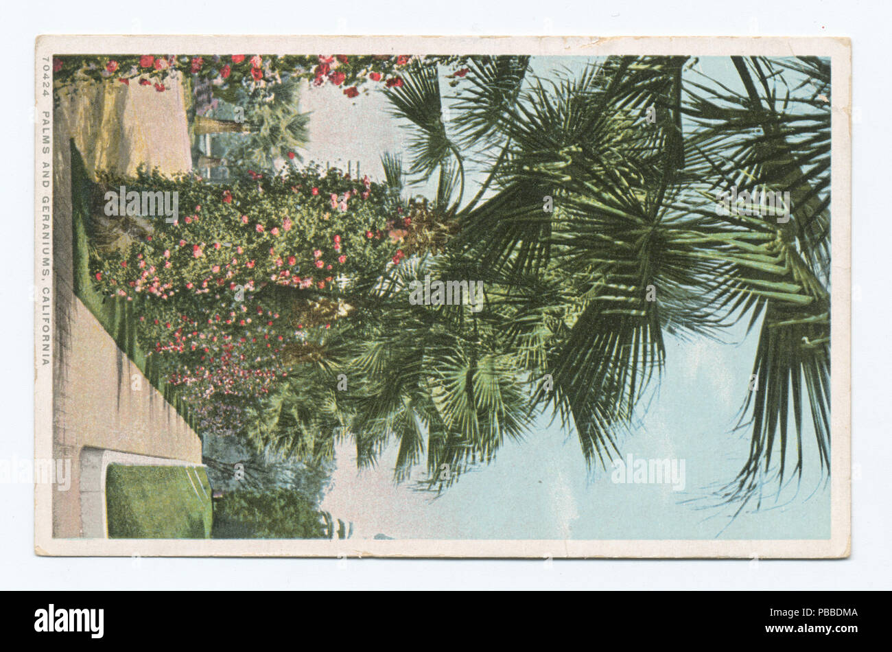 1160 palmiers et de géraniums, Californie (NYPL b12647398-73924) Banque D'Images