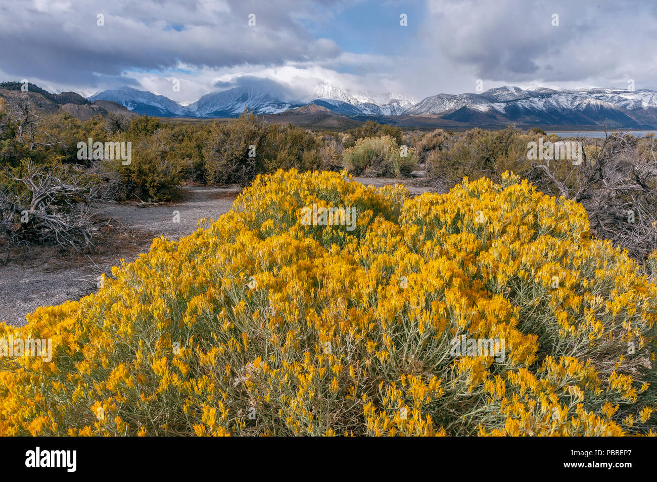 Tempête de compensation, la bigelovie, Ericameria nauseosa, Mount Gibbs, Le Mont Dana, l'Est de la Sierra, Mono Basin National Forest Scenic Area, Inyo National Fores Banque D'Images