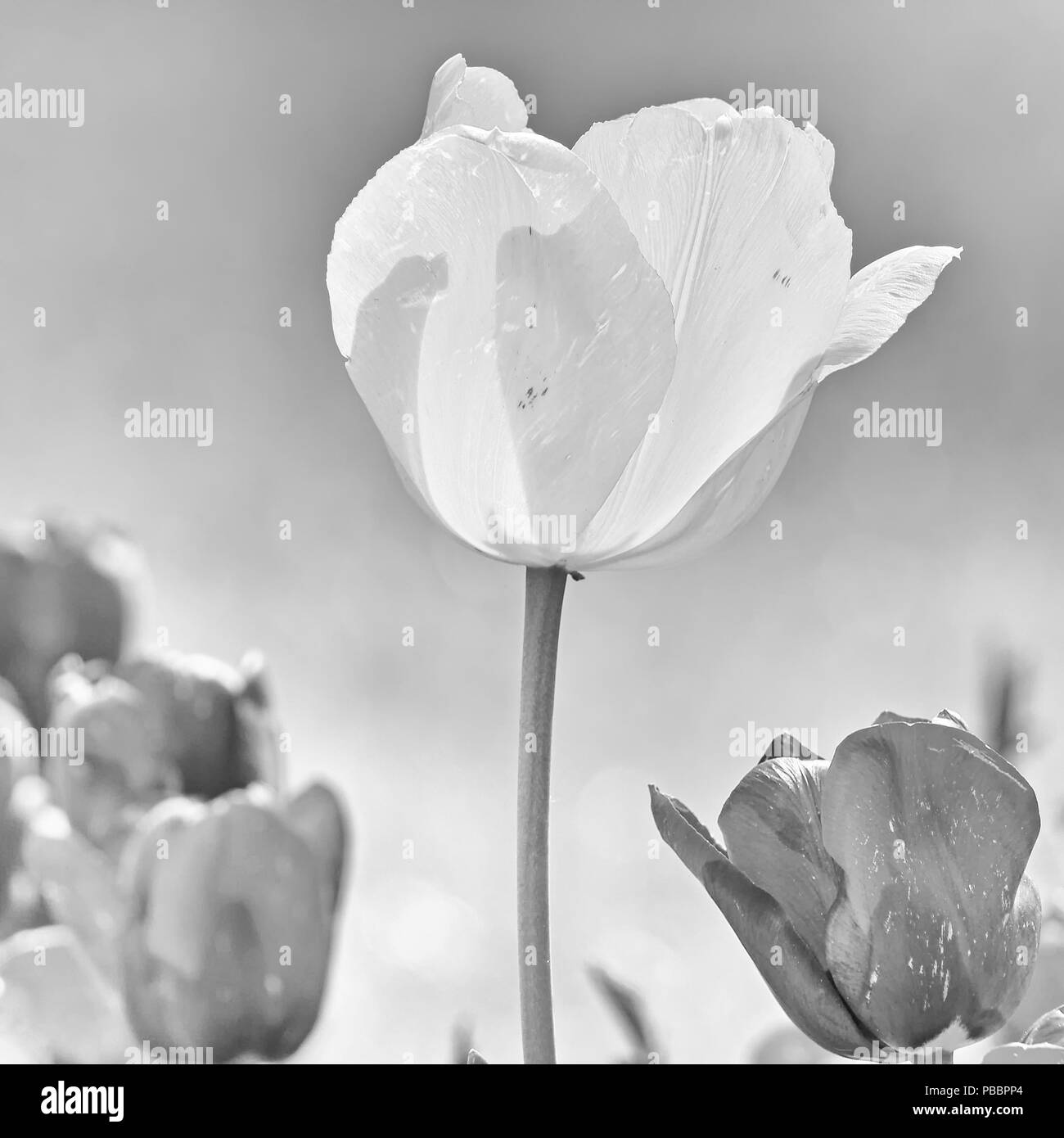 La lumière et l'obscurité en fleurs de tulipes en monochrome Banque D'Images