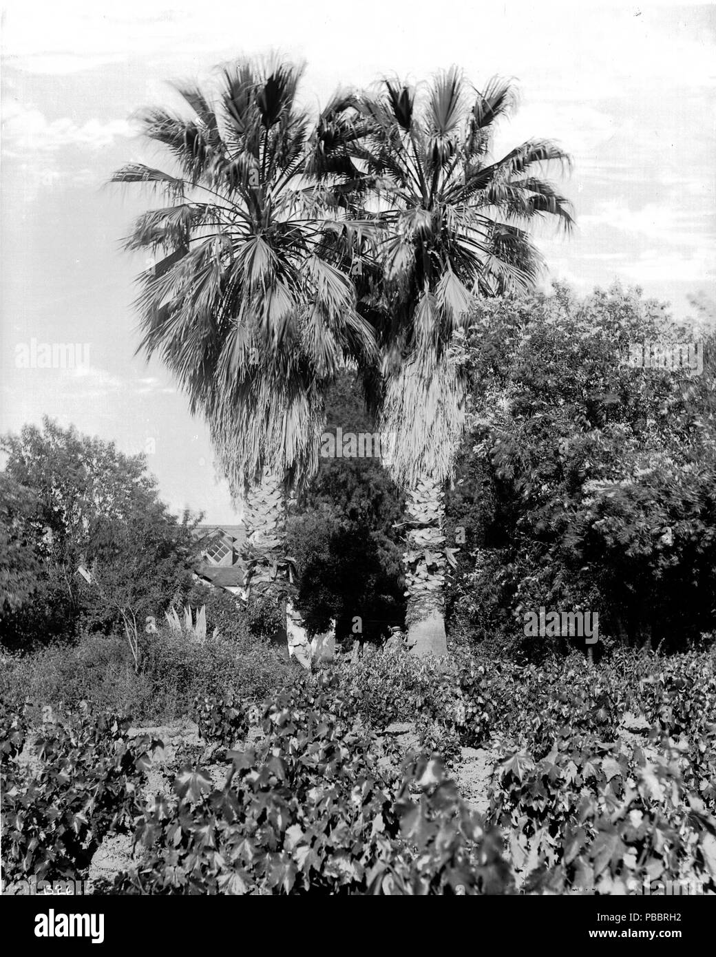 1132 palmiers centenaires de Raymond Hill, South Pasadena, ca.1920 (1895 ) (SHC-1326) Banque D'Images
