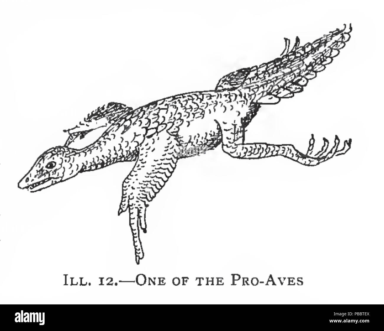 1138 Un-de-la-Pro-Aves--Pycraft--une-Histoire-de-Birds--1910--London--British-Museum Banque D'Images