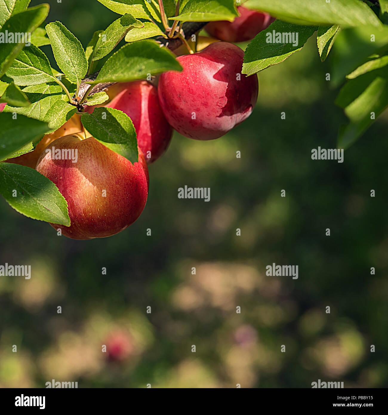Close-up of fresh red mûres et prunes jaunes et de feuilles vertes hanging on tree branch. Temps ensoleillé. Focus sélectif. Fond carré avec bokeh et Banque D'Images