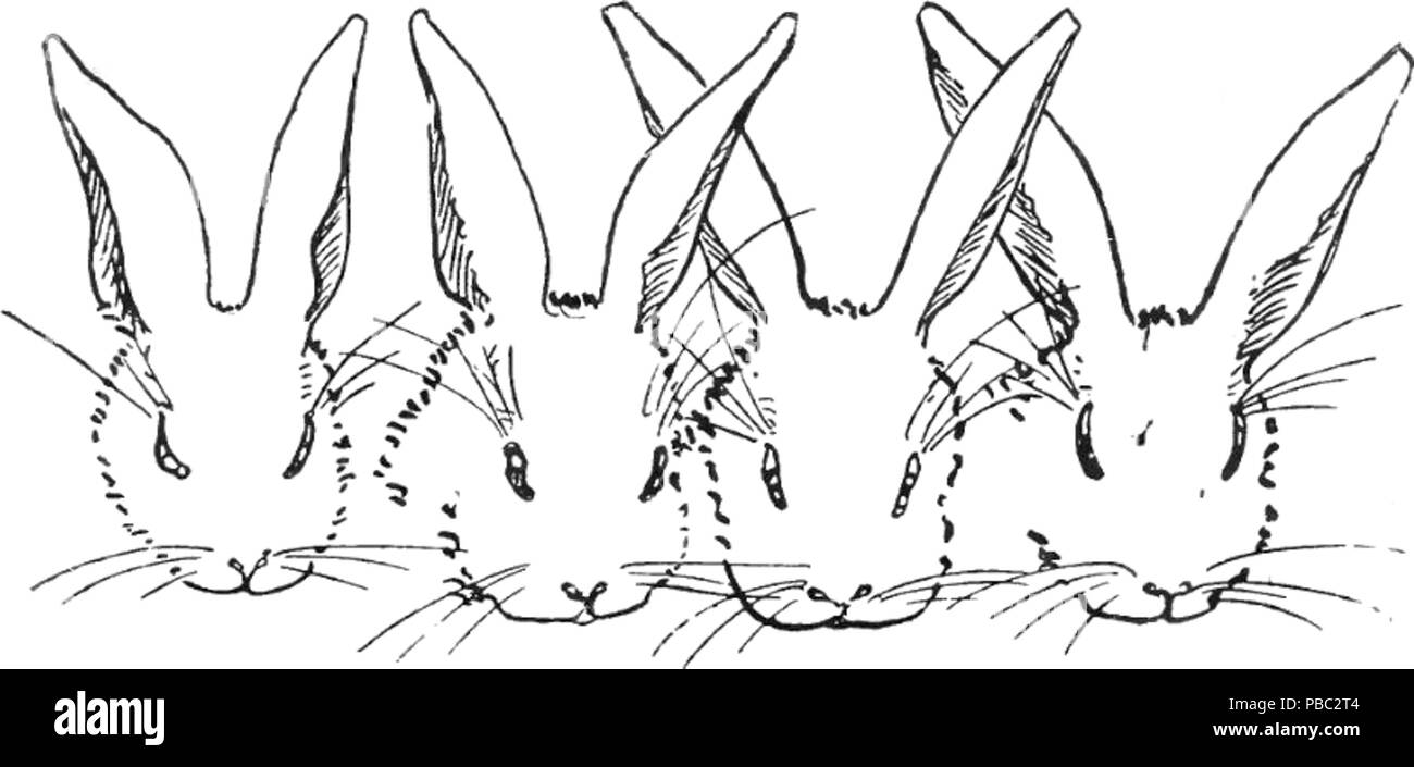 1184 Peter-lapin-albert-09 Banque D'Images