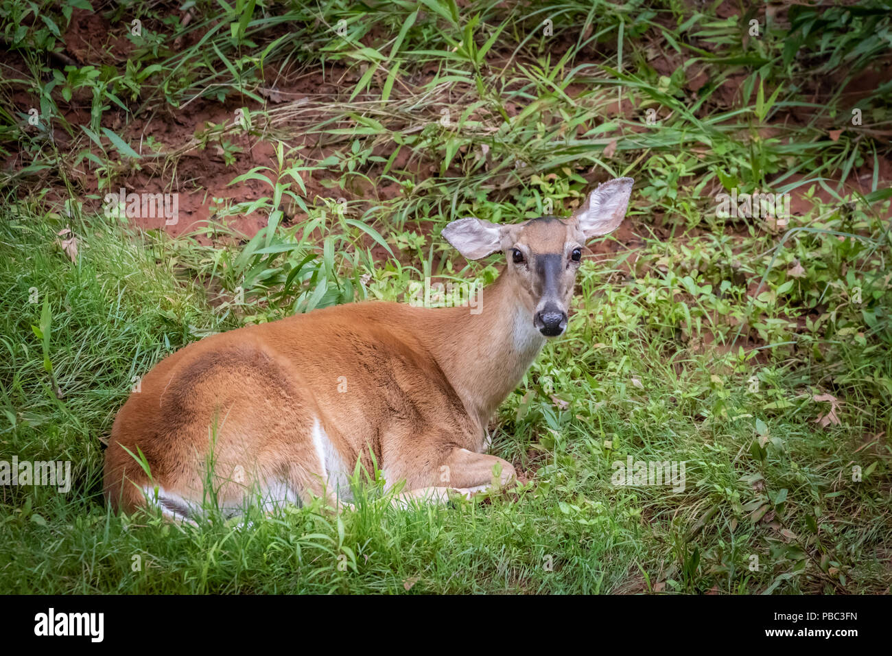 Une biche de Virginie (Odocoileus virginianus) reposant par un ruisseau. Banque D'Images