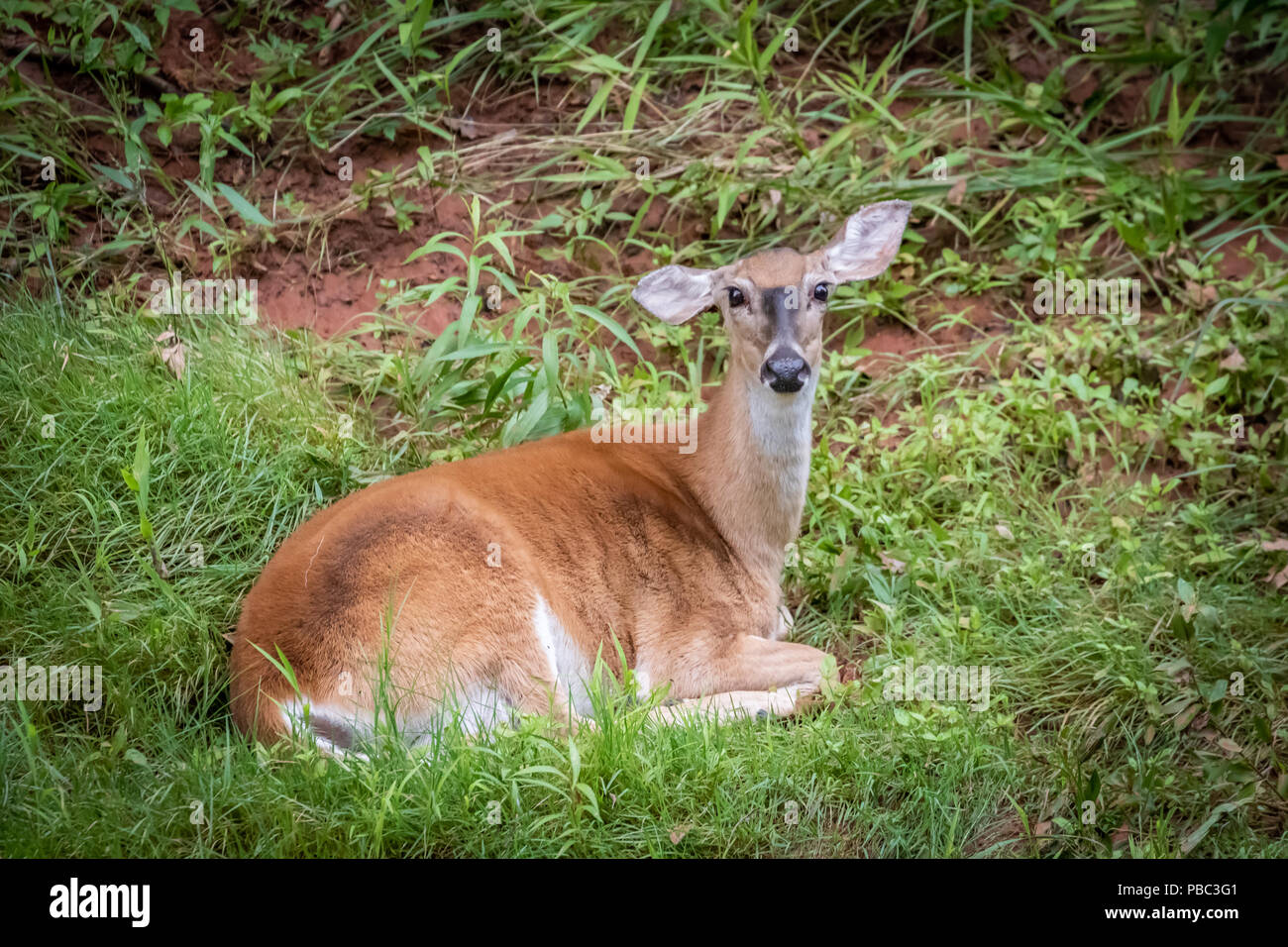 Une biche de Virginie (Odocoileus virginianus) reposant par un ruisseau. Banque D'Images