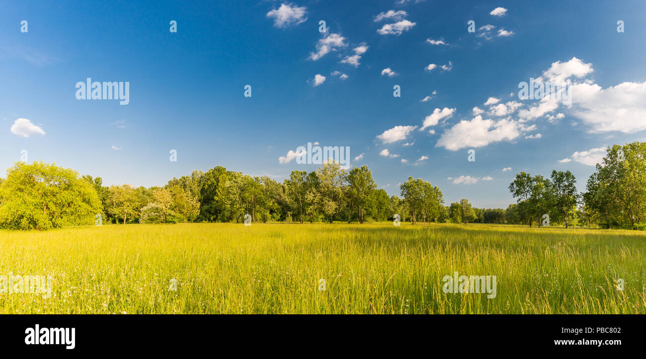 Nature paysage paisible, frais d'herbe de prairie et fleurs sauvages, sous la lumière du soleil. Printemps Été paysage panoramique. Belle scène de la nature Banque D'Images