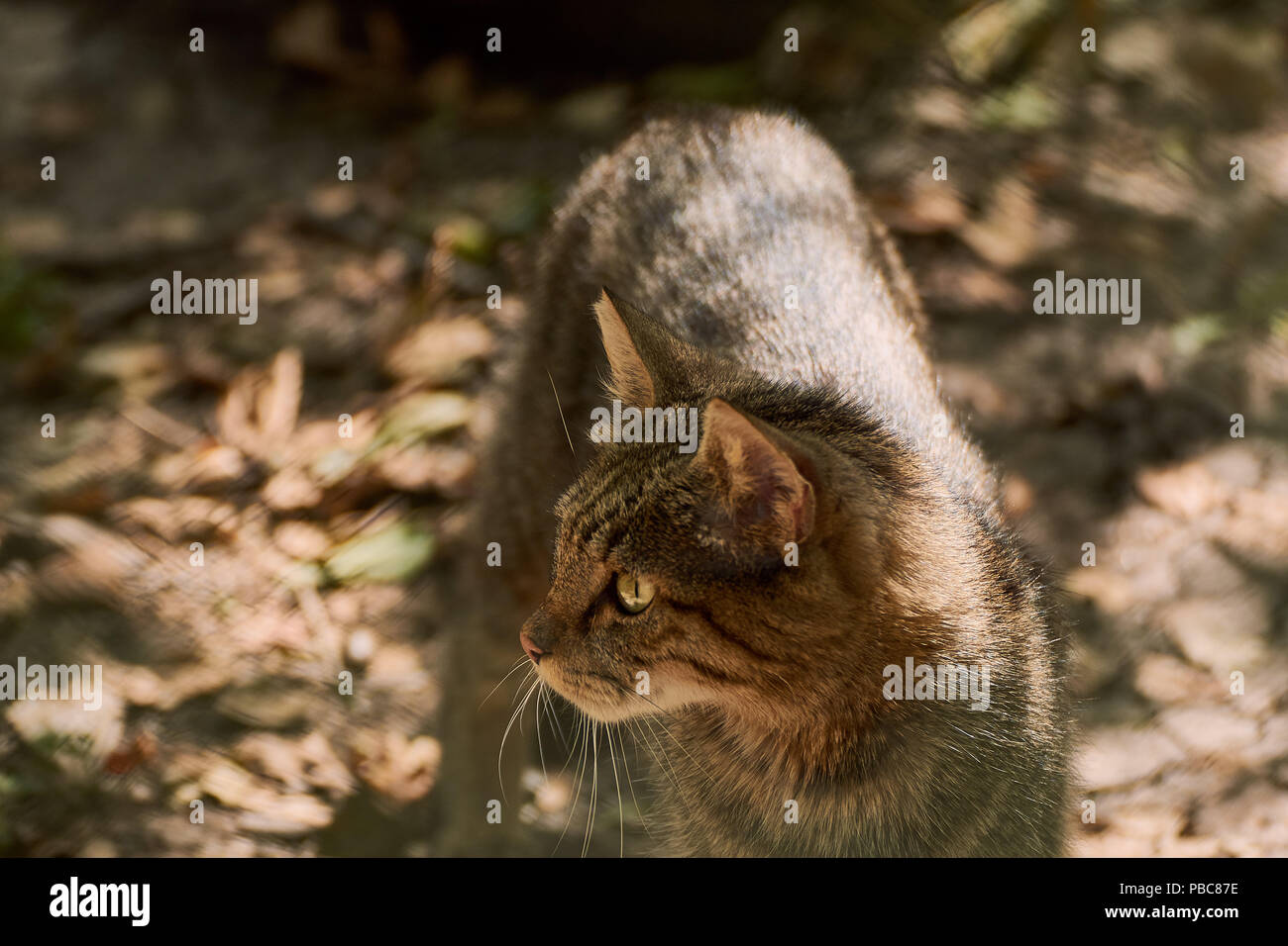 Chat sauvage (Felis silvestris) Banque D'Images