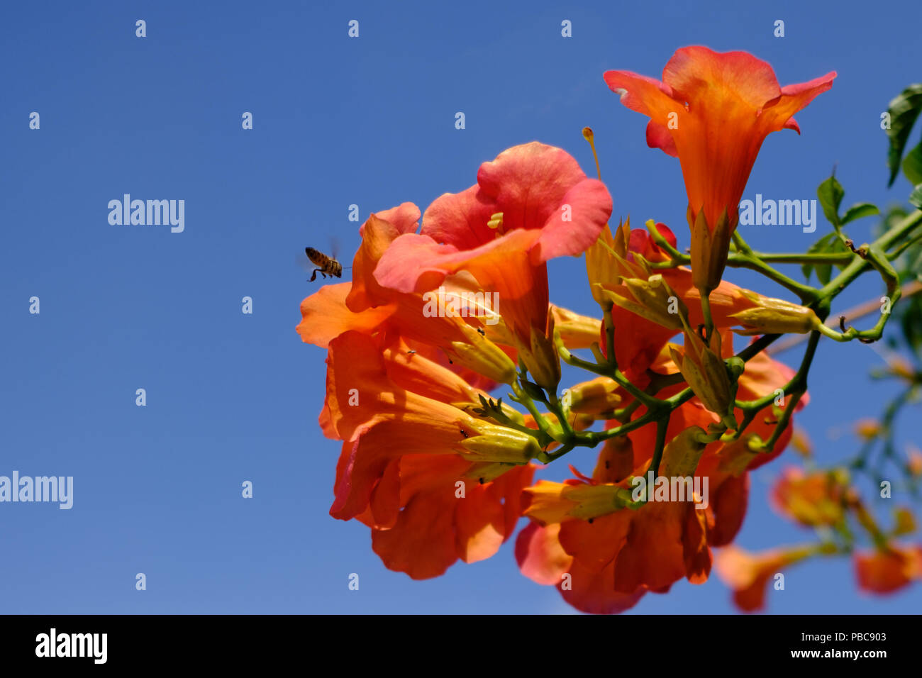 De Cluster n orange rouge campsis radicans ( vigne trompette ) de la famille Bignoniaceae avec une abeille en vol stationnaire. Saronida, à l'est l'Attique, Grèce. ( Petit ) Banque D'Images