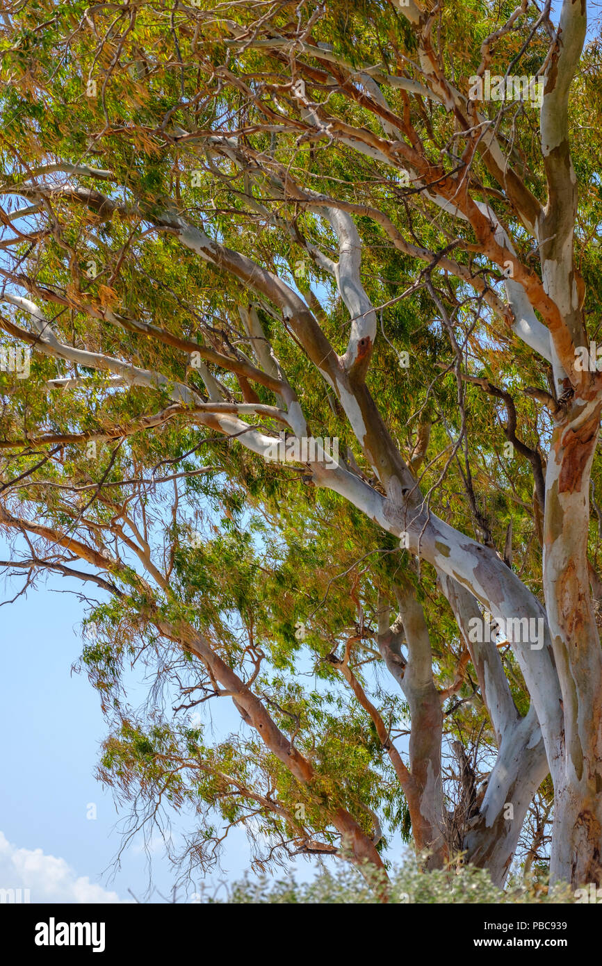 Eucalyptus. Souhaitée par les horticulteurs pour être une source de bois à croissance rapide, la création d'Huiles insecticides à base de plantes plus utilise. Lagonissi, Grèce. Banque D'Images