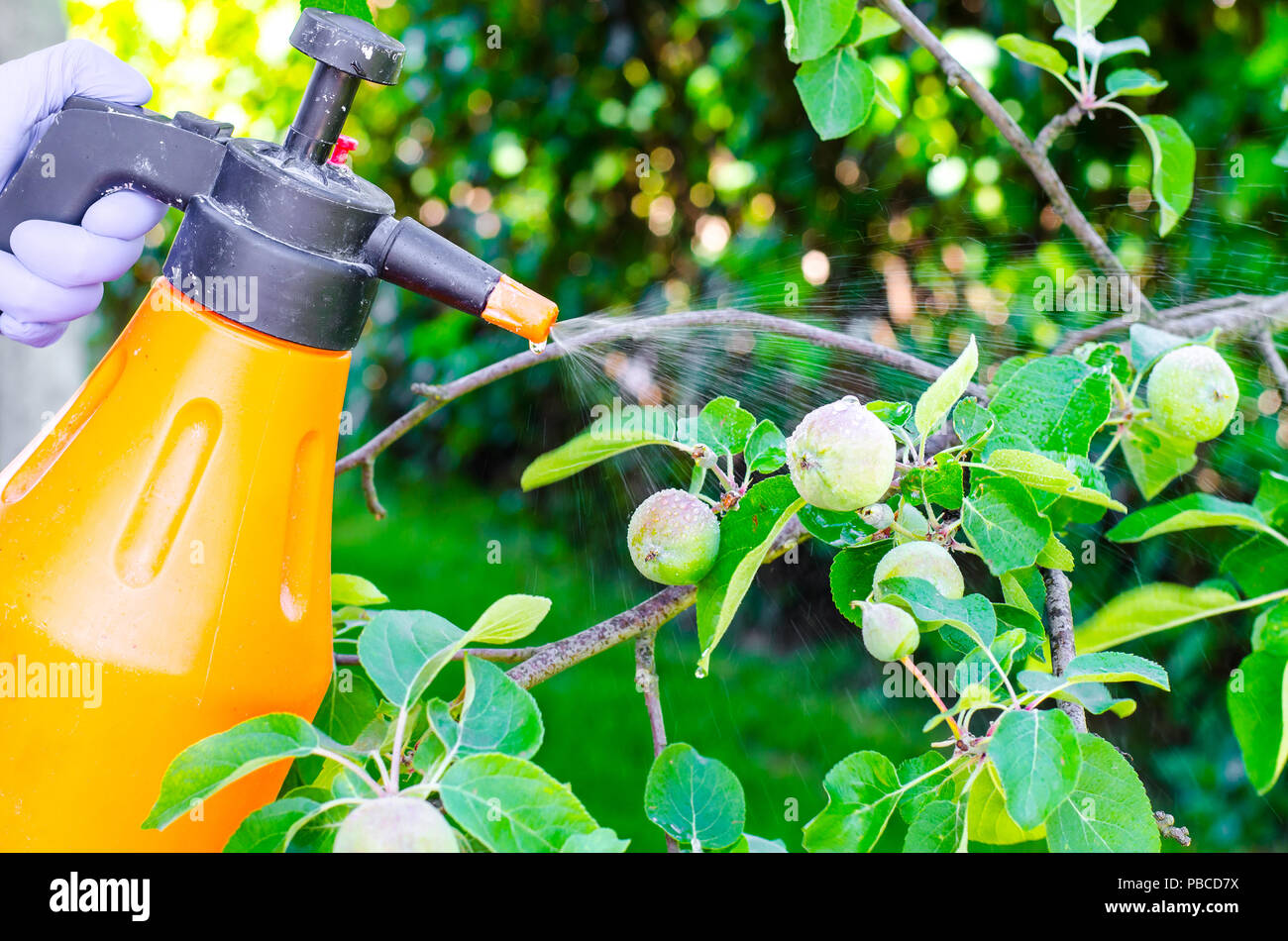 La main avec la pulvérisation gant les feuilles des arbres de fruits contre les maladies des plantes. Studio Photo Banque D'Images