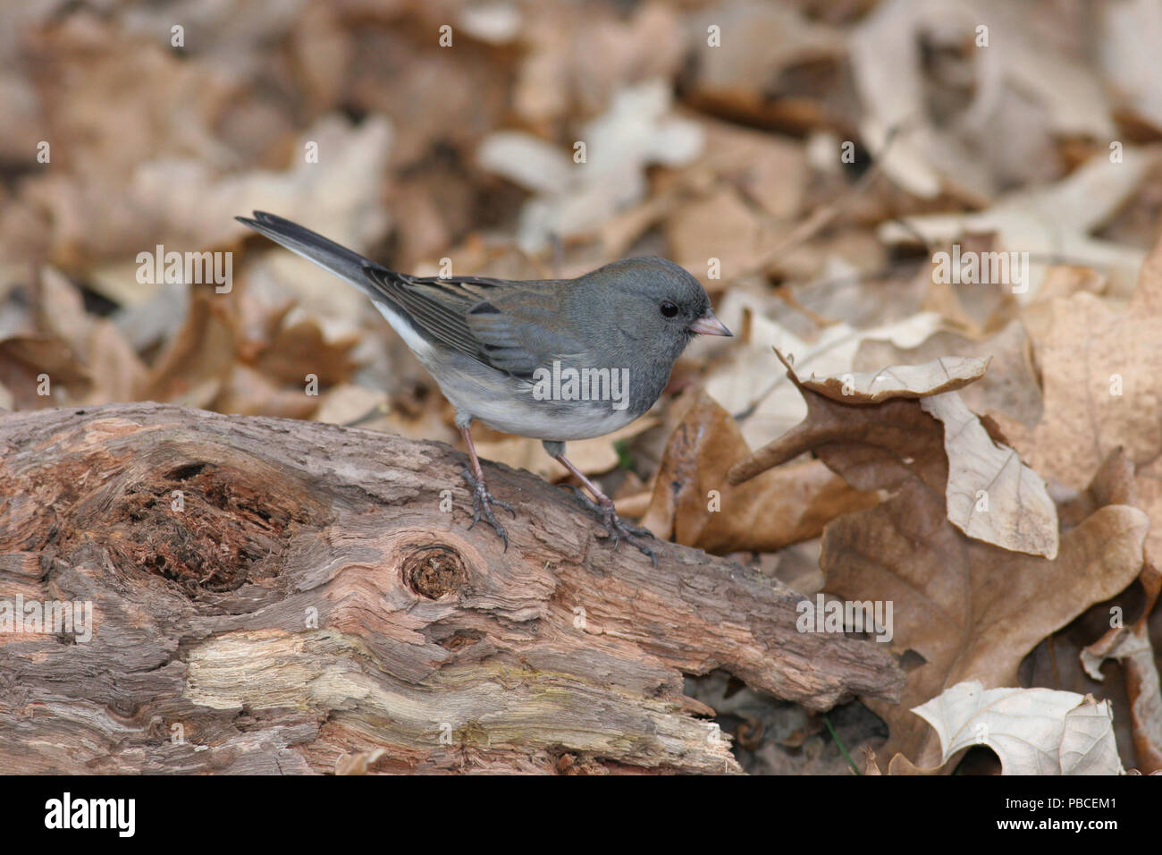 Dark-eyed Junco Novembre 7th, 2007 Big Sioux Recreation Area près de Brandon Banque D'Images