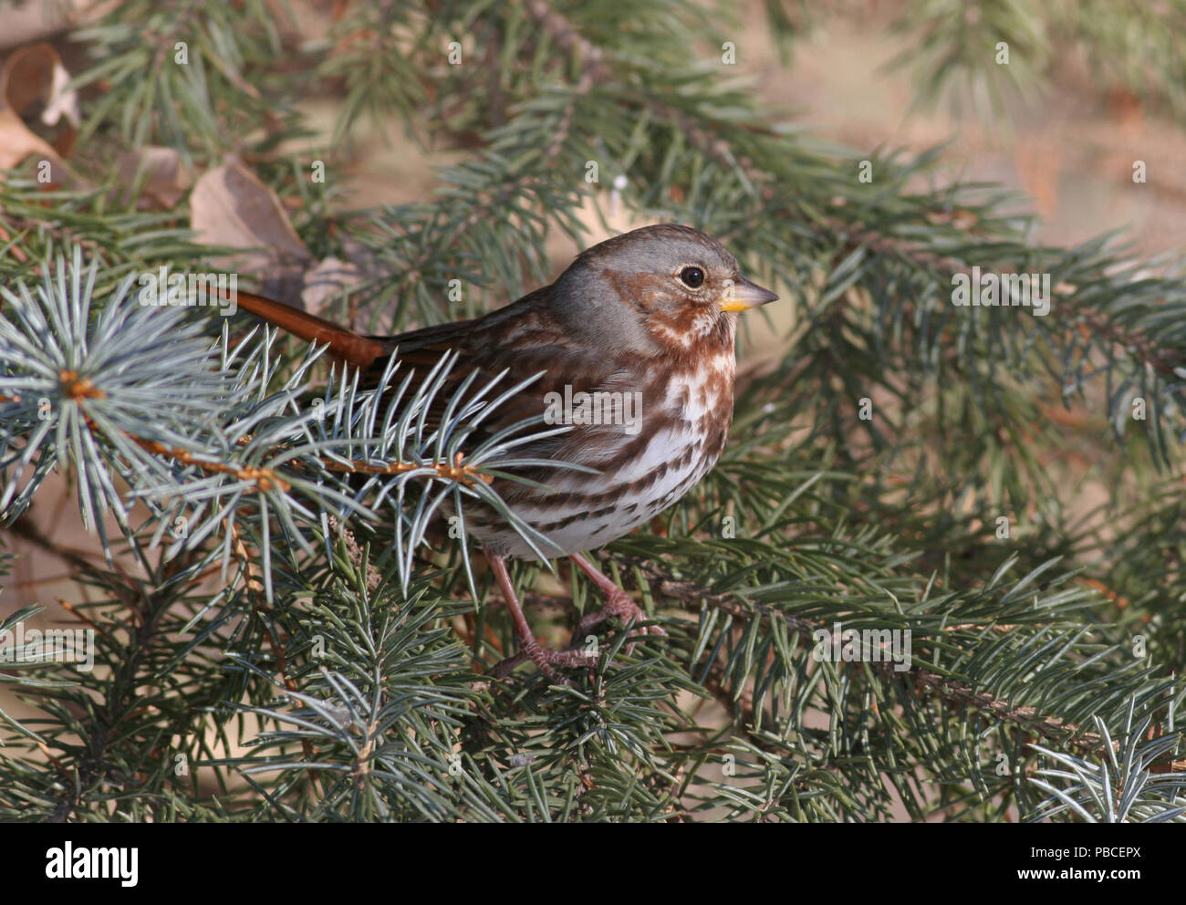 Fox Sparrow Décembre 13th, 2007 Big Sioux Recreation Area près de Brandon, le Dakota du Sud Banque D'Images