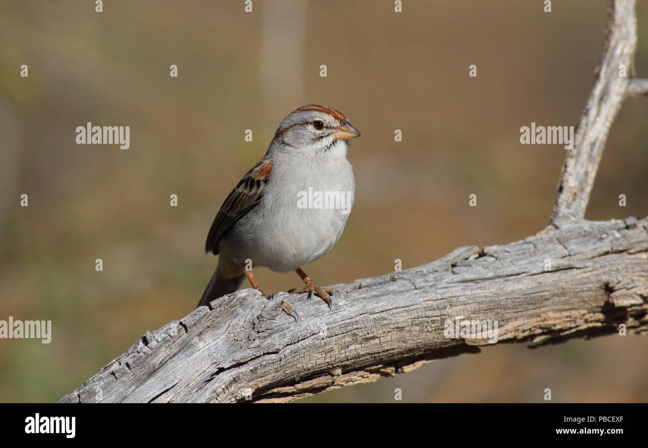 Bruant à winged Sparrow 9 novembre 2015 Coronado National Forest, Arizona Canon 70D, 400 5.6L Banque D'Images