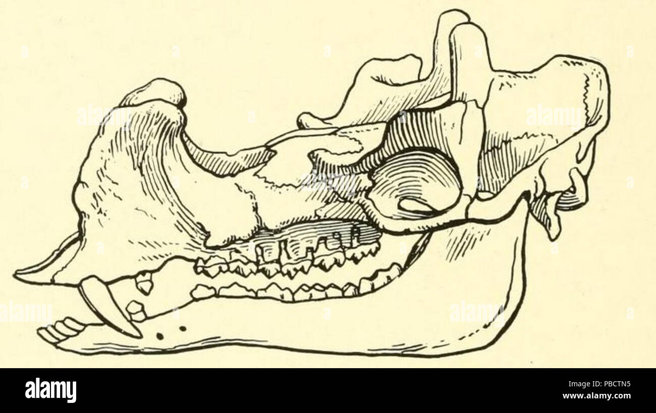 1232 Protoceras celer crâne Banque D'Images