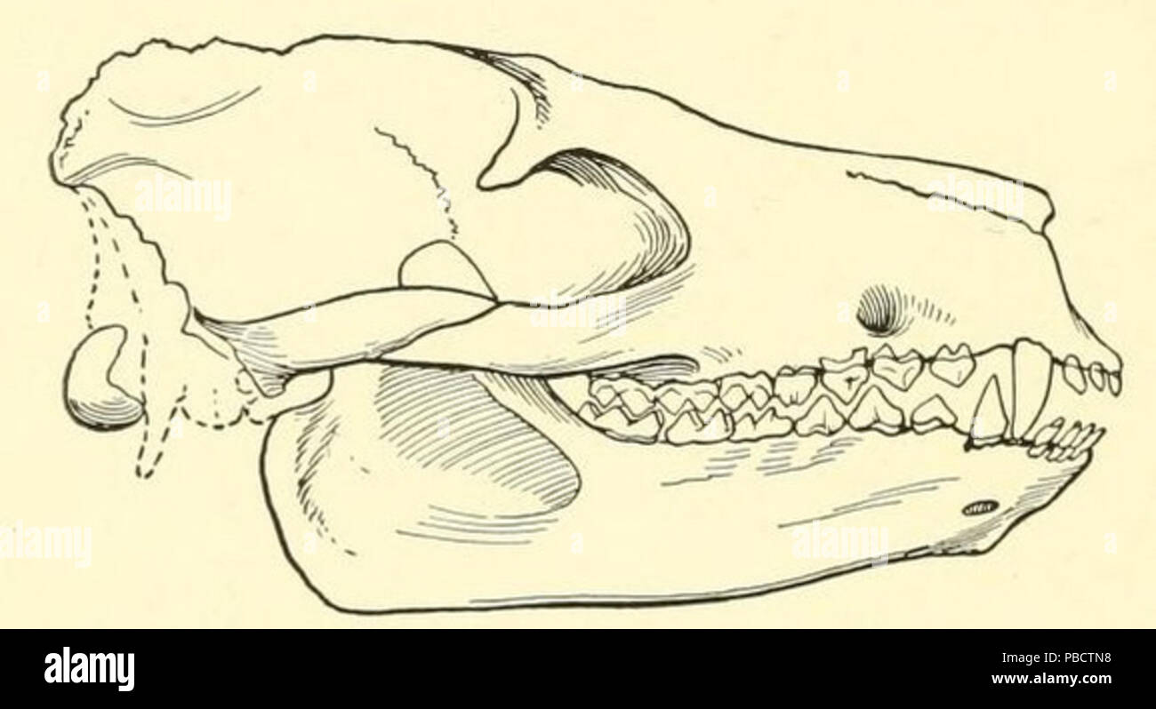 1232 Protoreodon crâne parvus Banque D'Images