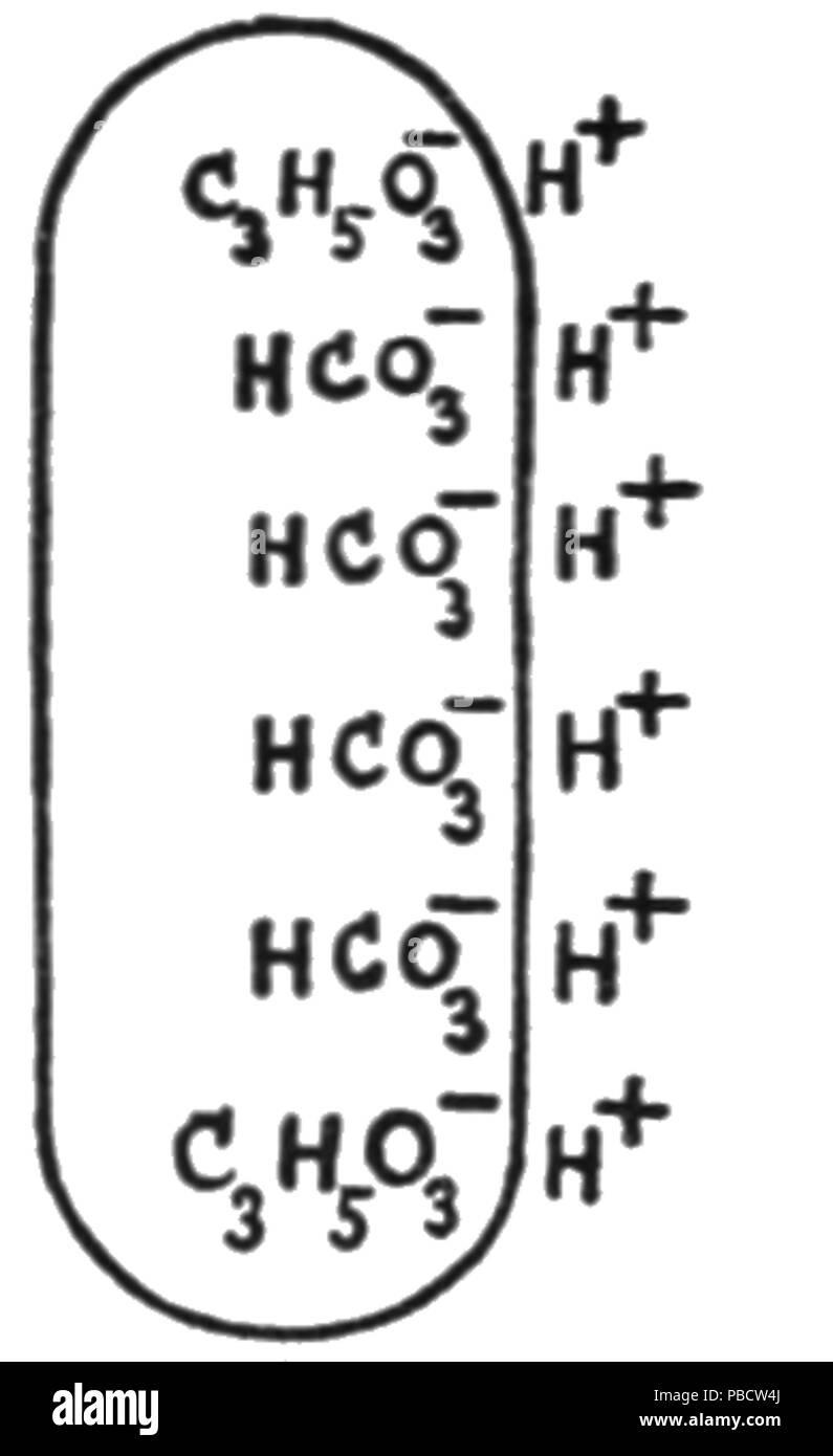 1234 PSM V82 D149 La polarisation de la membrane plasmique Banque D'Images