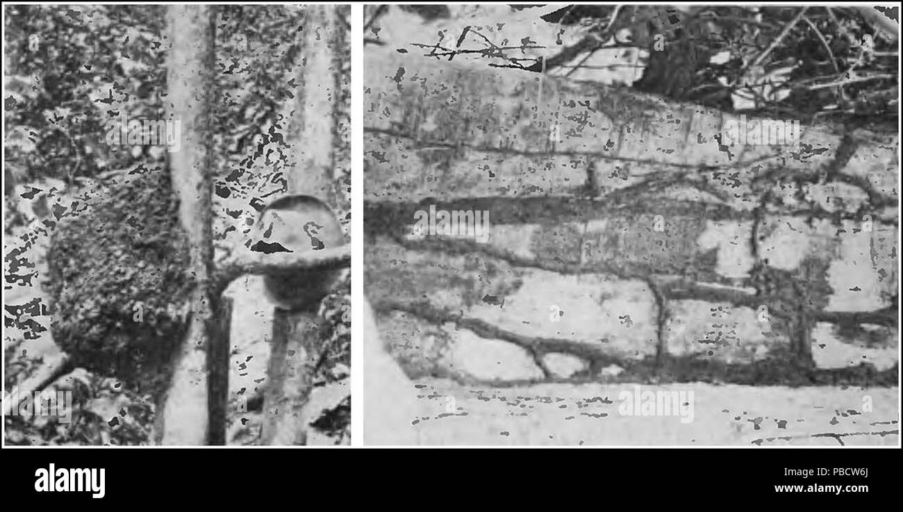 1234 PSM V84 D298 Termites nichent dans un arbre Banque D'Images