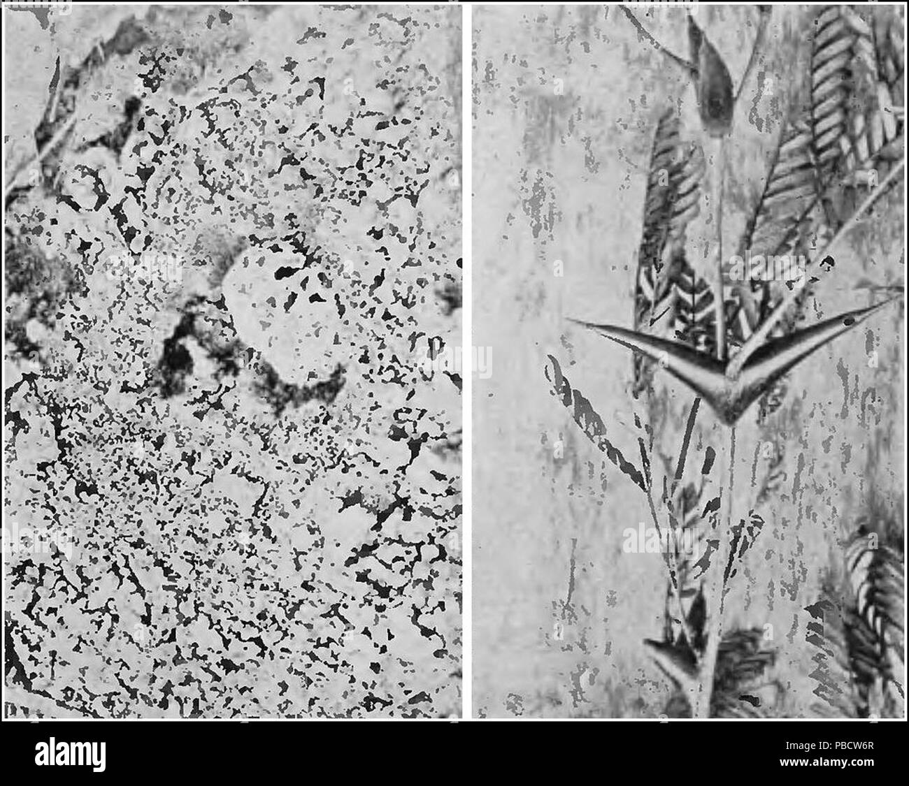 1234 PSM V84 D301 les fourmis phyllophages champignon jardin et ant nest épines Banque D'Images