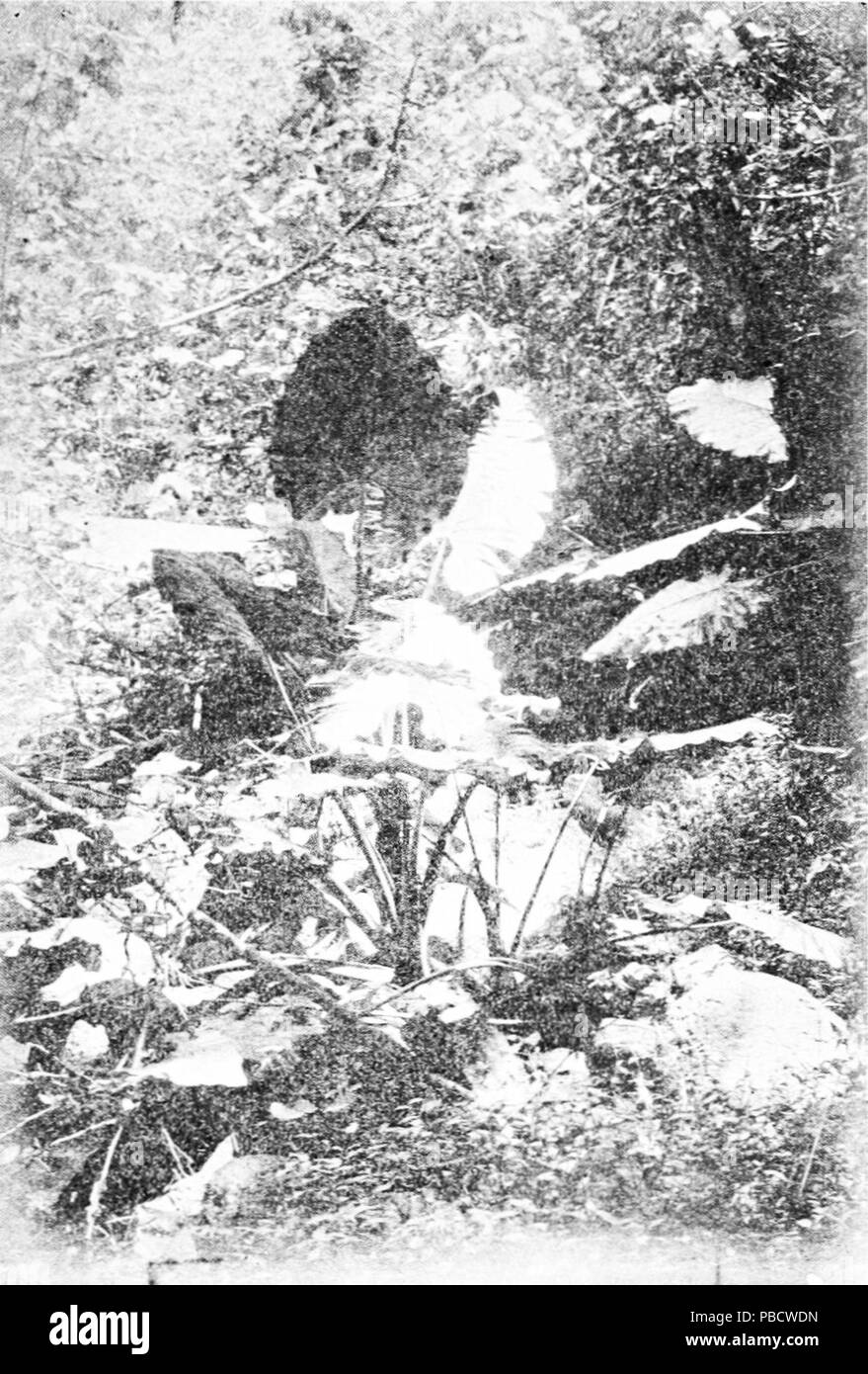 1235 PSM V86 D409 de Caladiums dans une vallée tahitienne Banque D'Images